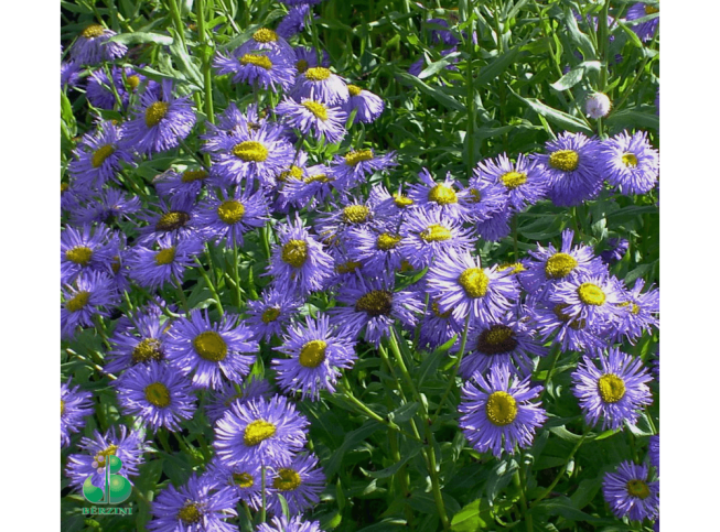 Erigeron   'Azure Beauty'
